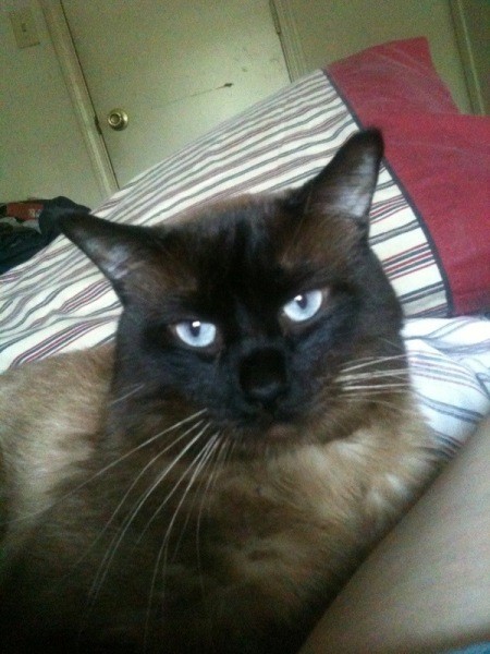 Elway laying on the bed.