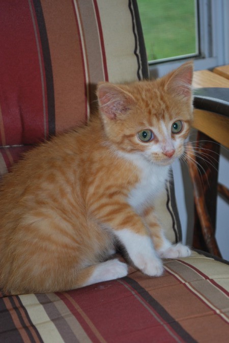 Ginger the Orange Kitten on a Striped Chair