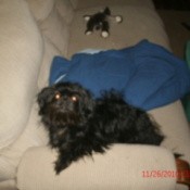 Longhaired black dog on couch.