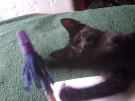 A pencil topper with a black cat.
