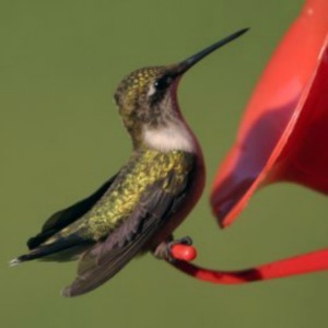 Hummingbird perched on a feeder.