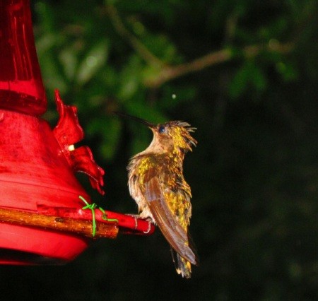 Wet Yellow Hummingbird Sitting at Feeder