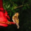 Wet Yellow Hummingbird Sitting at Feeder