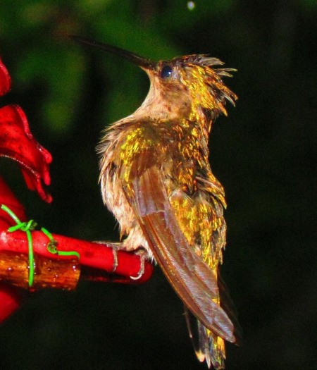 Closeup of Wet Hummingbird at Feeder