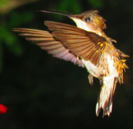Closeup of Hummingbird in Flight
