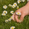 Child's hand picking an English daisy in the lawn.