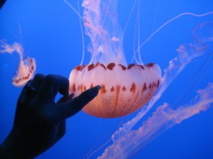 Finger on Glass by Jellyfish