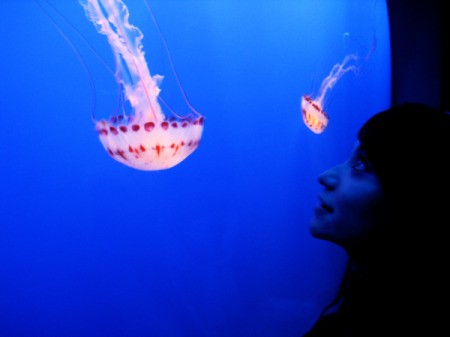 Woman in silhouette looking at bright red and white jellyfish.