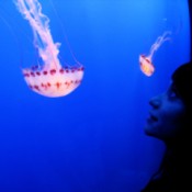 Woman in silhouette looking at bright red and white jellyfish.