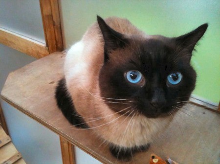 Closeup of Frank the Siamese Cat on Wood Table