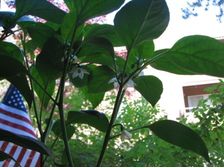 Jalapeno Flowers on The Underside of Leaves