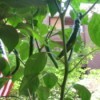 Jalapenos Hanging From Plant Ready to be Picked