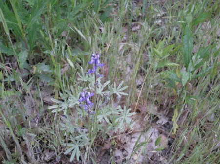 Purple Flowers in Yosemite National Park