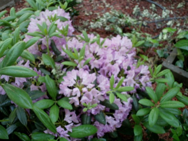 Lavender Colored Flowers in Yosemite National Park