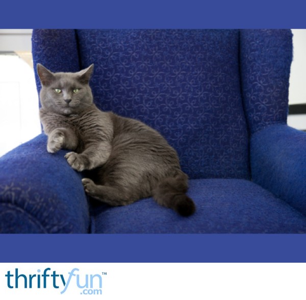 Removing Pet Urine Smell From Furniture Thriftyfun Removing Pet Urine Smell From Furniture
