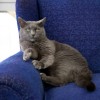 Grey Cat Sitting on Blue Chair
