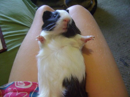 Baby the Guinea Pig Sitting on a Lap