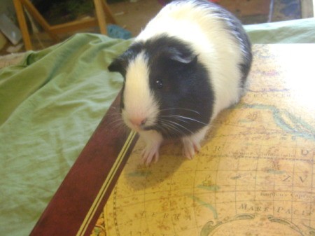 Baby the Guinea Pig on the Bed