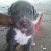 Hand holding up a young Pit Bull puppy.