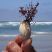Man Holding Shell on the Beach