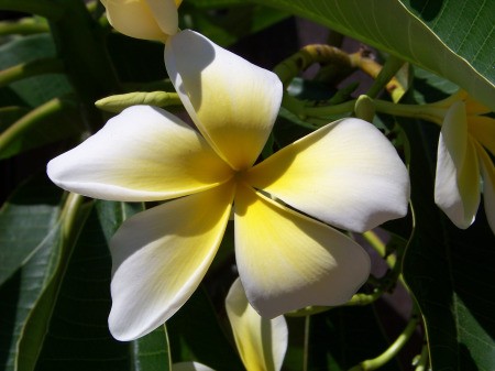 Yellow and white plumeria.