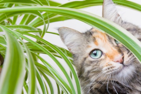 Calico cat peering through the leaves of a houseplant