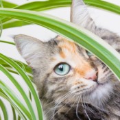Calico cat peering through the leaves of a houseplant