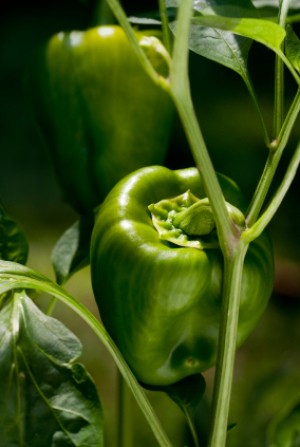 Closeup of green bell pepper on vine