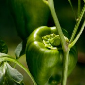 Closeup of green bell pepper on vine