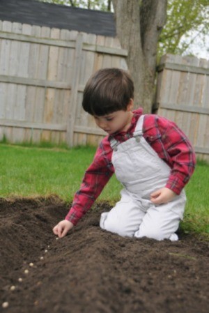 Boy sowing seeds in garden