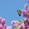 A butterfly on a lilac bush.