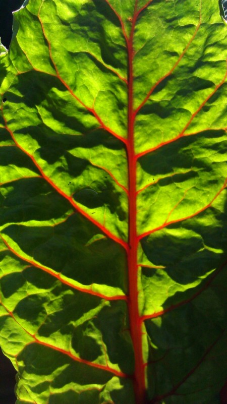 Red Veins in Green Swiss Shard Leaf