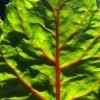 Red Veins in Green Swiss Shard Leaf