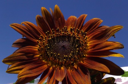 Brown and Orange Sunflower with Blue Sky