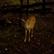 Deer alone in the Woods