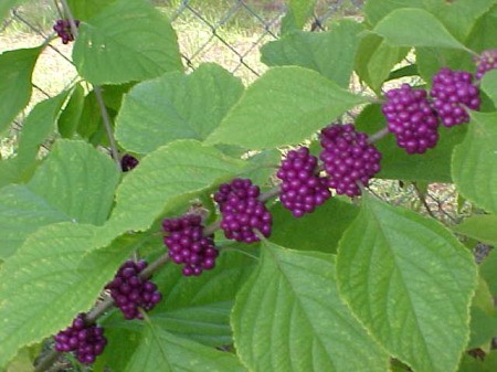 Purple Beauty Berries on Bush