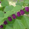Purple Beauty Berries on Bush