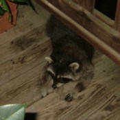 A close up of a friendly raccoon.