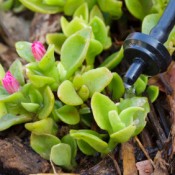 Drip Irrigation System Watering Flowers