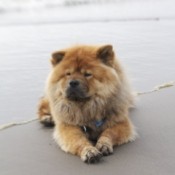 Chow lying on the beach.