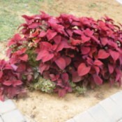 A patch of brightly colored coleus.