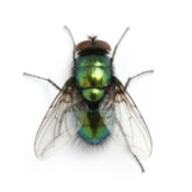 A close up of a black house fly.