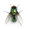 A close up of a black house fly.