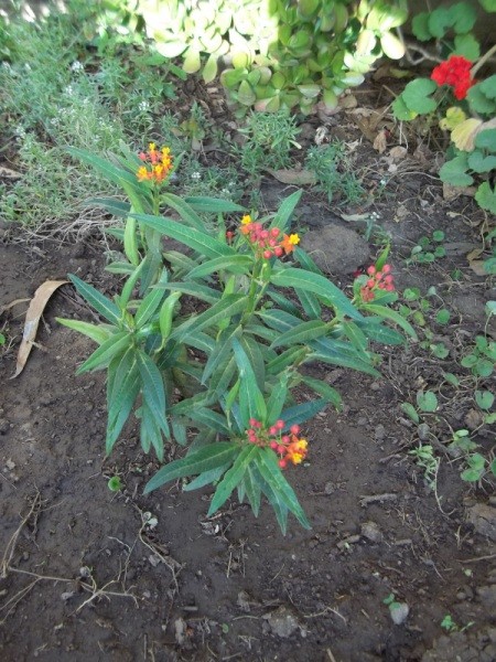 Butterfly Weed in Garden