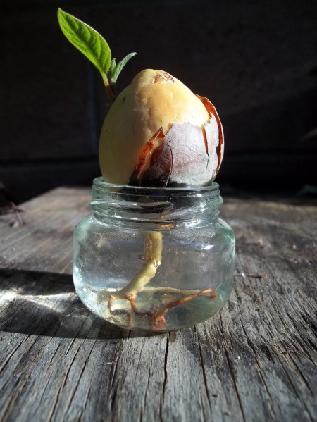 Avocado Rooting into Jar