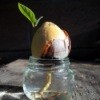 Avocado Rooting into Jar