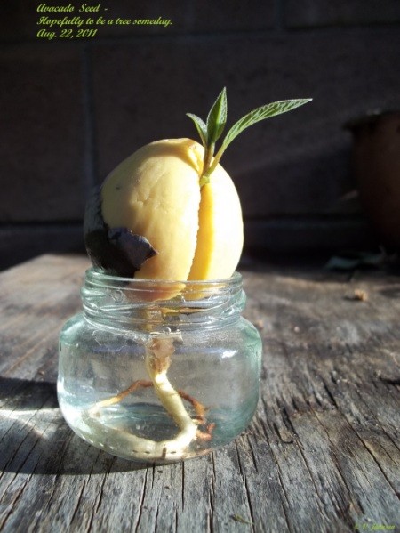 Cracked Avocado Seed Rooting into Jar
