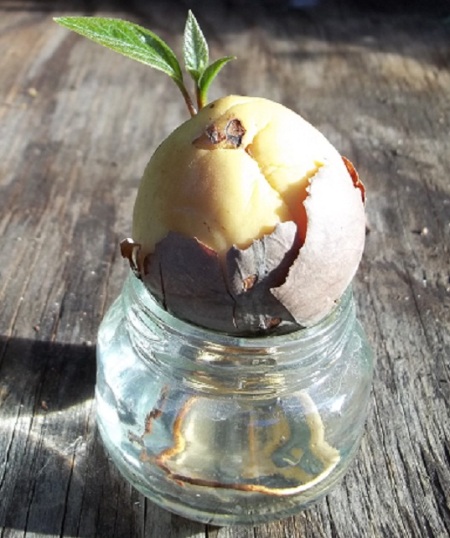 Plump Avocado Seed Rooting into Jar