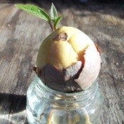 Plump Avocado Seed Rooting into Jar