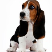 Cleaning Your Dog's Ears, A basset hound puppy with long brown ears.